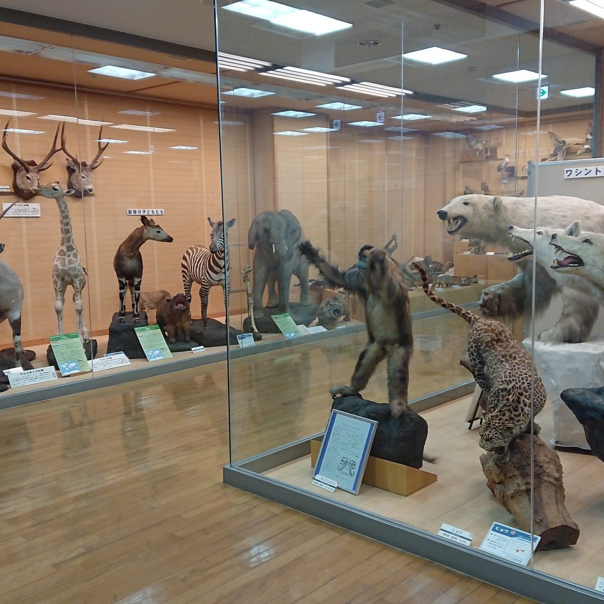 🦋 기시와다 자연 자료관 (Kishiwada Shizen Shiryōkan) 이미지 6